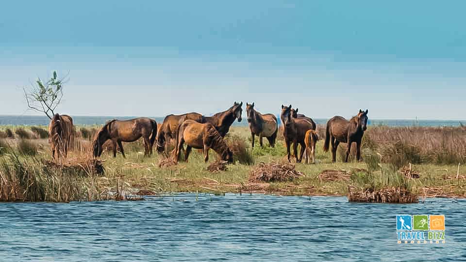 Danube-Delta - Wild Horses