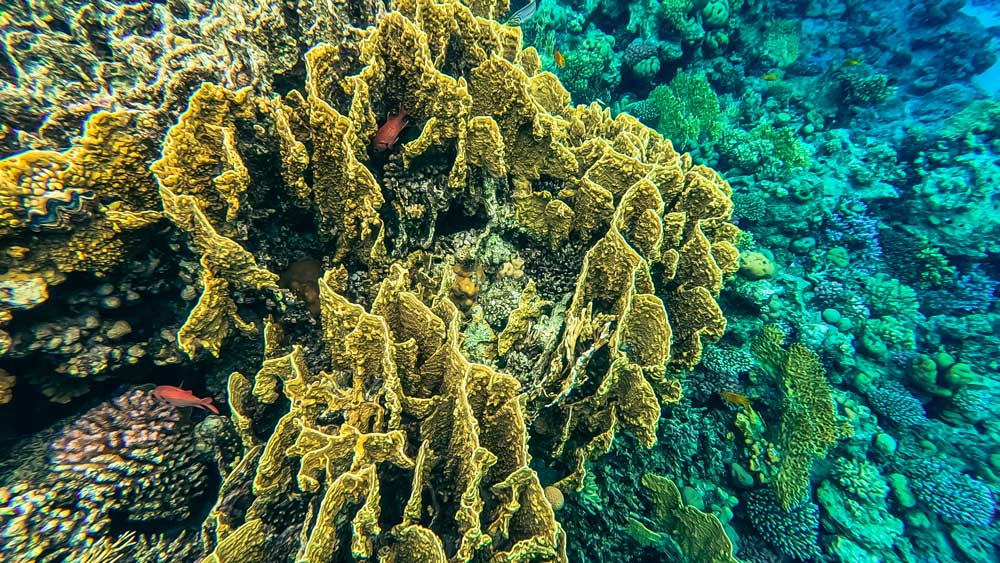 Red sea coral reef landscape